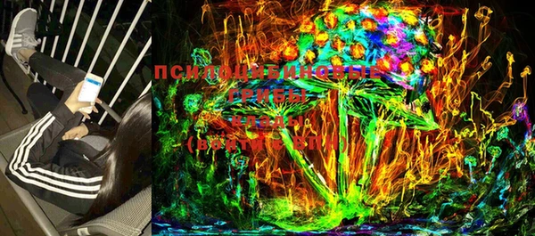 индика Богданович